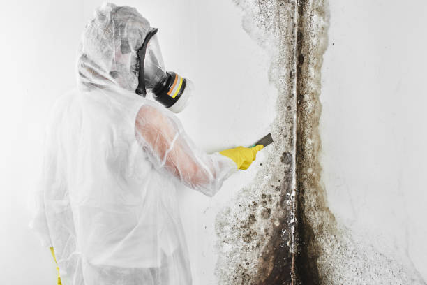 Best Affordable Mold Removal  in Grandview, TX