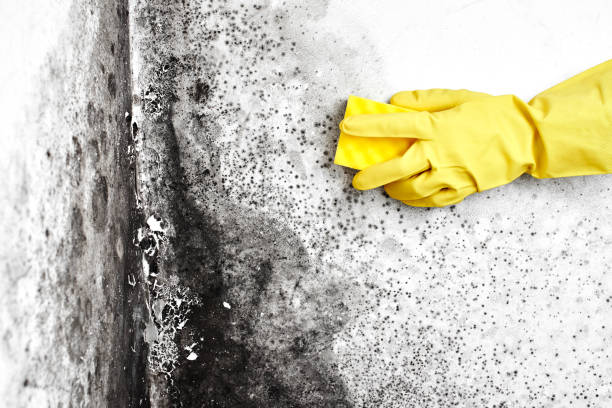 Best Attic Mold Removal  in Grandview, TX