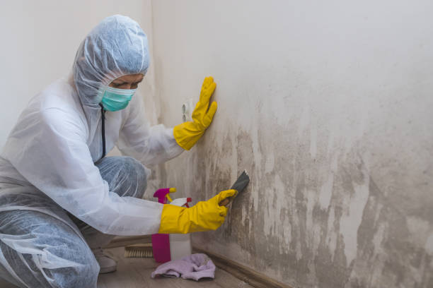 Best Black Mold Removal  in Grandview, TX