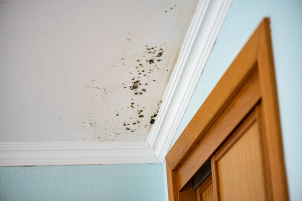 Trusted Grandview, TX Mold Removal Experts