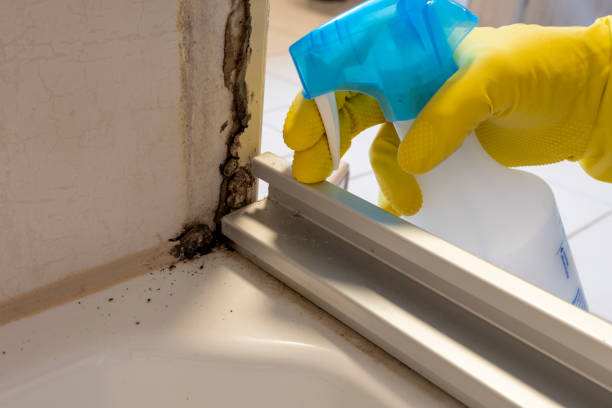 Best Affordable Mold Removal  in Grandview, TX