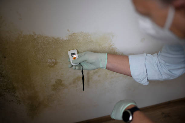 Best Toxic Mold Removal  in Grandview, TX