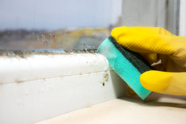 Mold Testing and Removal in Grandview, TX