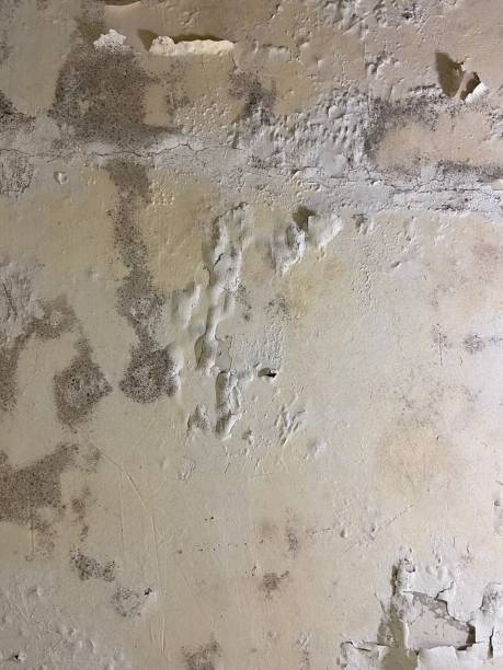 Best Mold Testing  in Grandview, TX