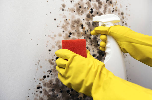 Best Emergency Mold Removal  in Grandview, TX