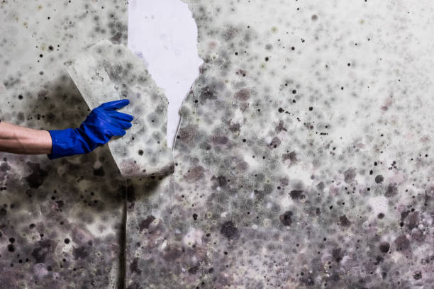 Best Mold Removal Company Near Me  in Grandview, TX